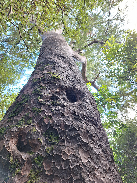 a large tree trunk