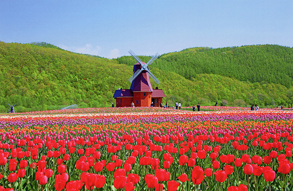 A field of flowers with people scatttered in distance and windmill