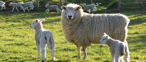 Photo of sheep