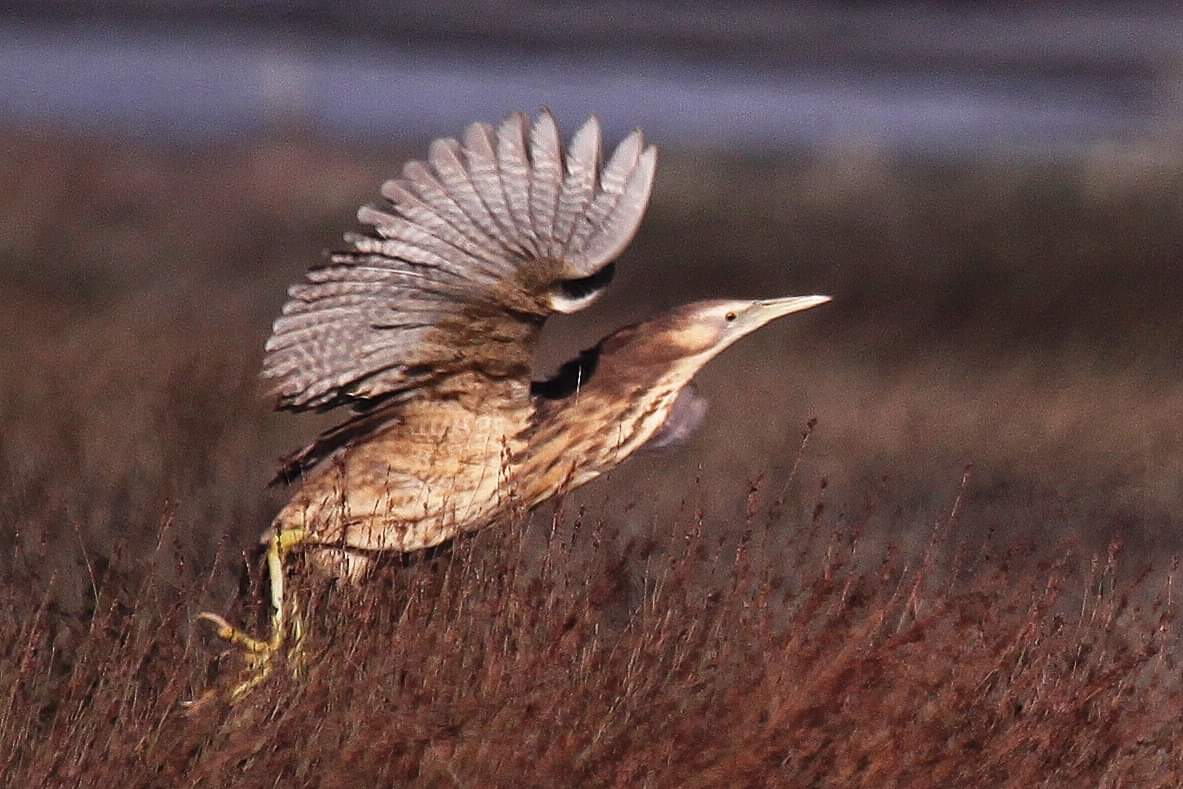 Australasian Bittern taking flight