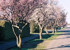 Prunus-blossom-Leeston-sml