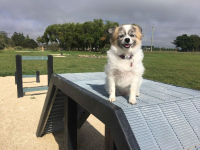 Leeston Dog