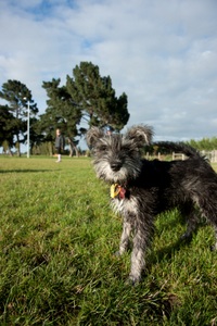 A dog in the dog park