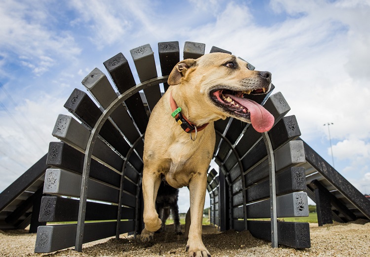 A light brown dog coming out of a wooden tunnel with head turned off to the left and panting