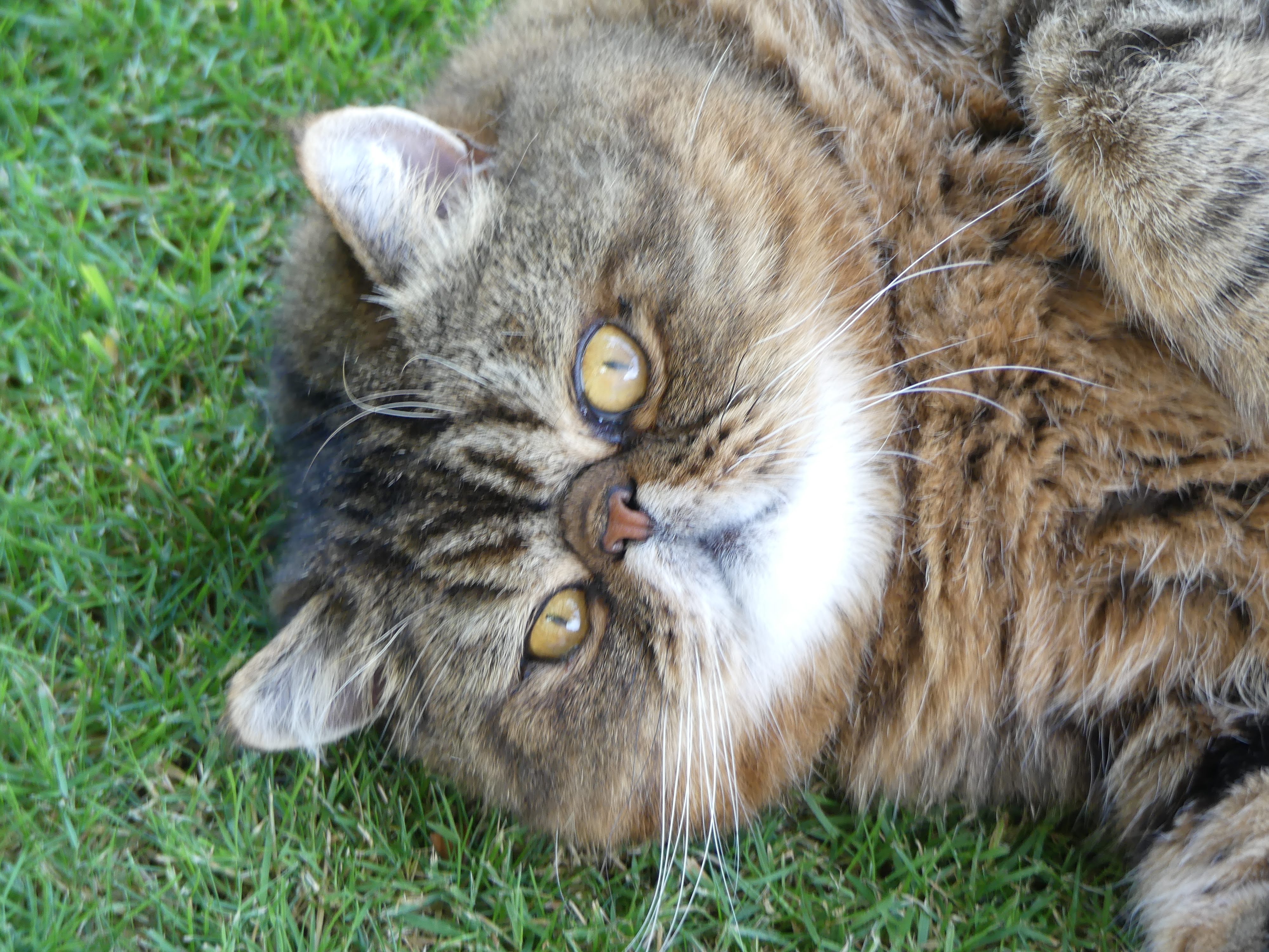 Cat2image