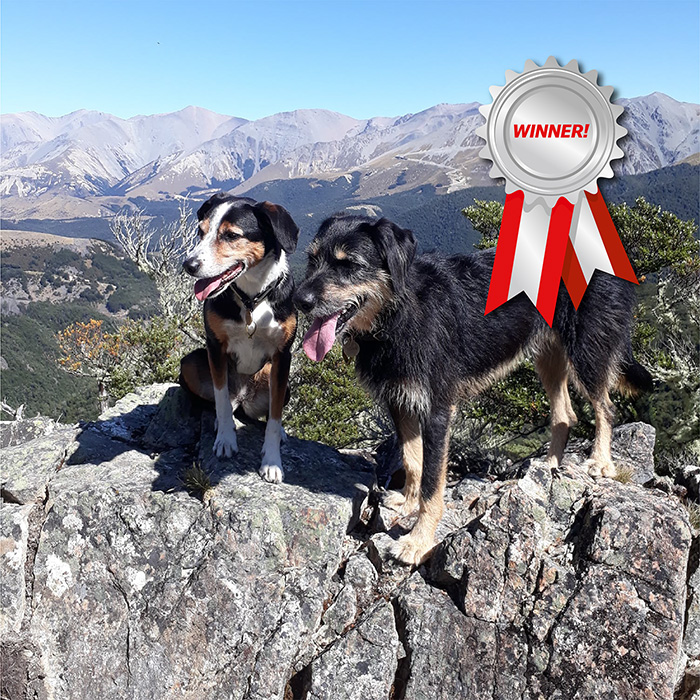 two dogs on top of mountain