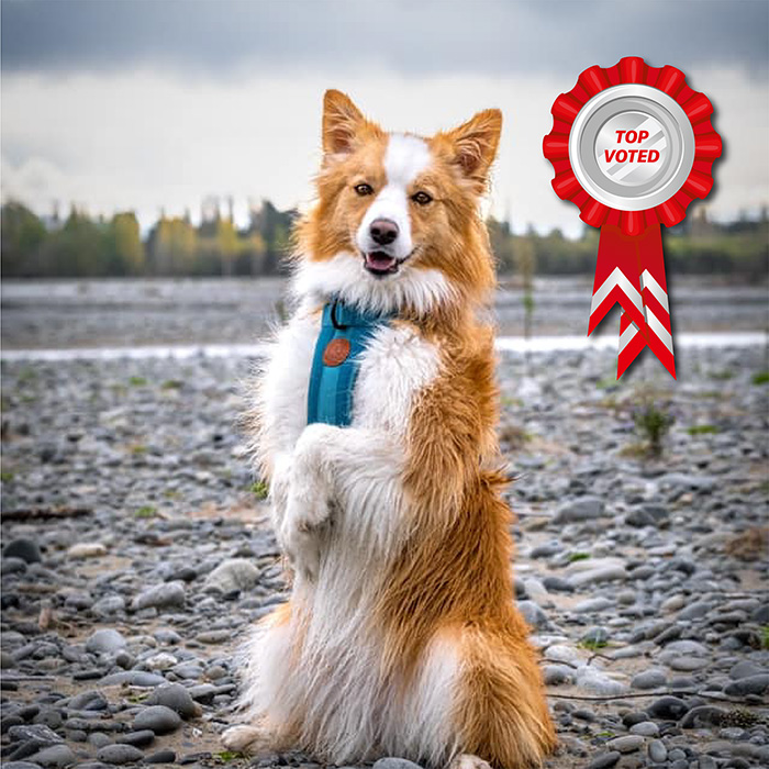 dog in river