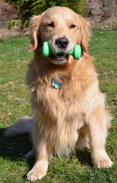 dog with toy