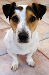 Closeup shot of a fox terrier type dog