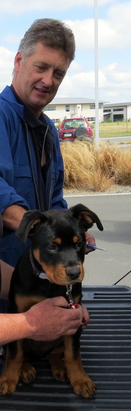 Dog control officer microchipping a puppy