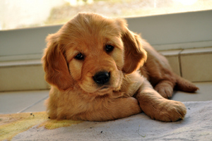 Stock image - puppy