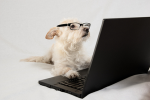 Dog looks like he's using a laptop