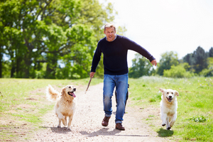 A man throwing a stick for two golden retrievers