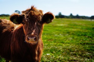 Cow Cow
