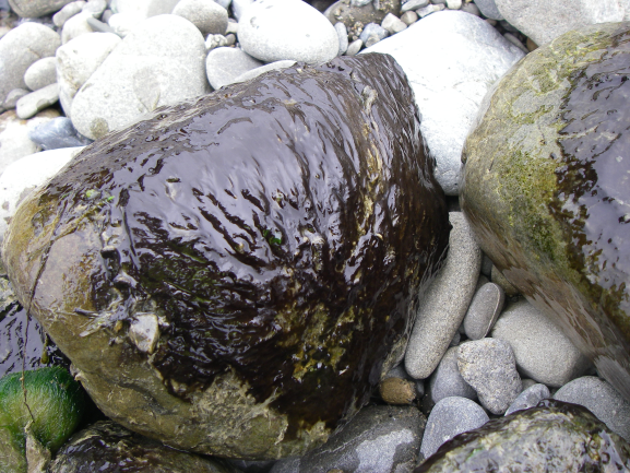 Benthic Cyanobacteria