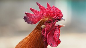 Rooster Rooster